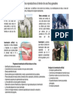 Actividad 4 Folleto PDF