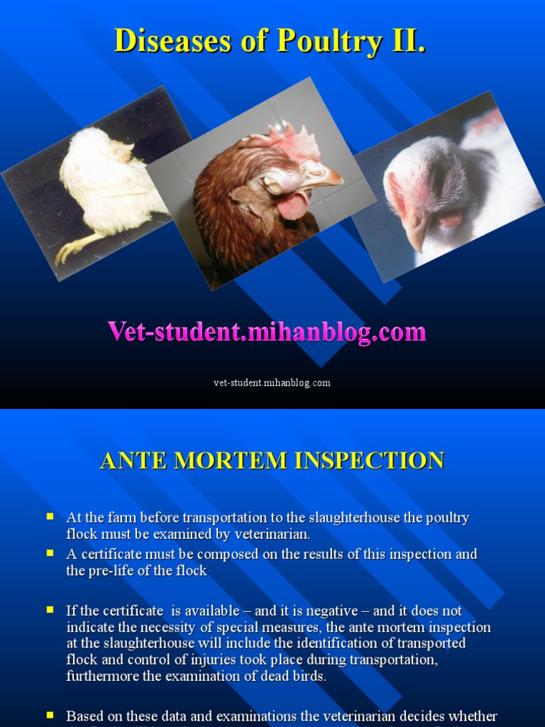 Disease of Poultry Ii | PDF | Immunology | Epidemiology