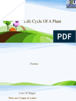 Muhammad Alam - Life Cycle Of A Plant(Template) (1).pptx