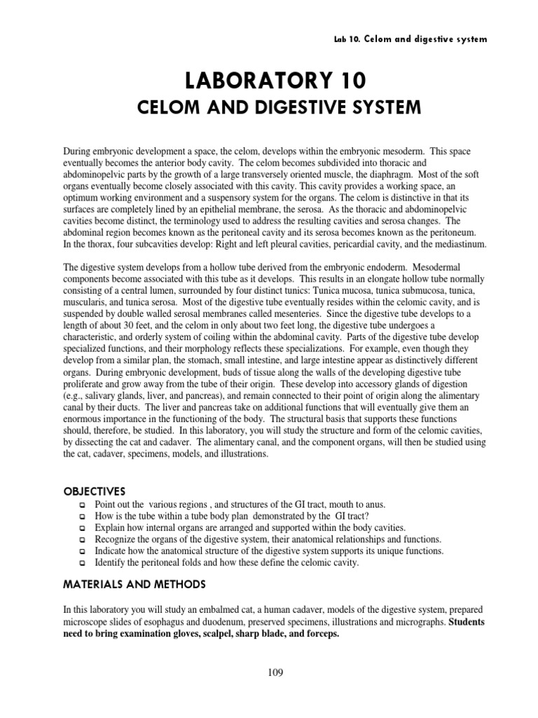 Celom & Digestive System Lab Guide | PDF | Stomach | Heart