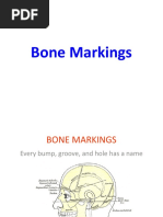 4. Skeletal System I, Bone Markings