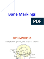 Skeletal System I, Bone Markings