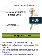 Essentials of the Spinal Cord and Nervous System