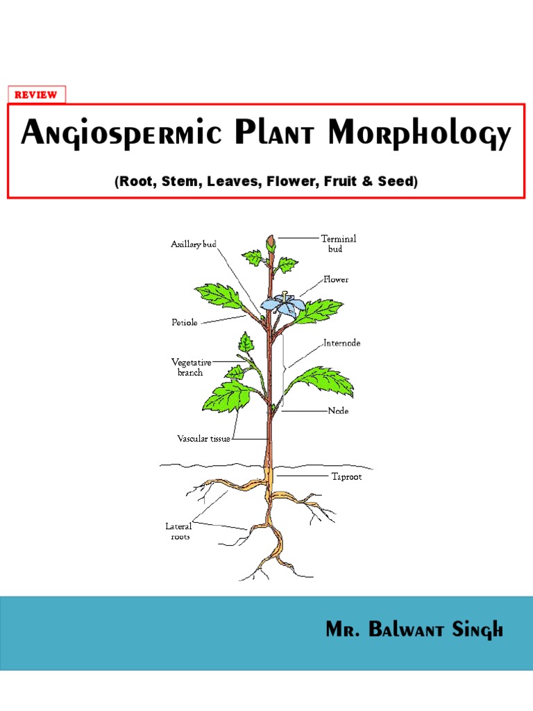Angeospermic Plant Morphology | PDF | Leaf | Flowers