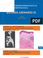 Curso: Morfofisiología Ii Histología: Sistema Urinario Iii