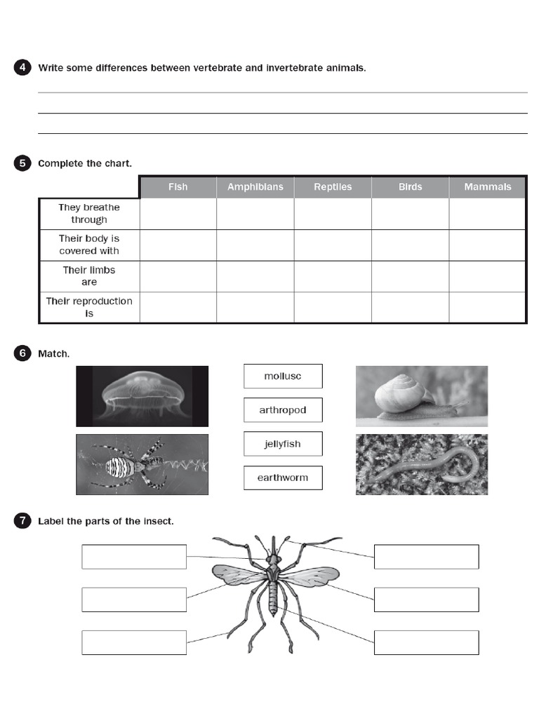 Classification of Living Things - Worksheets.5th Grade | PDF, image size:768x1024