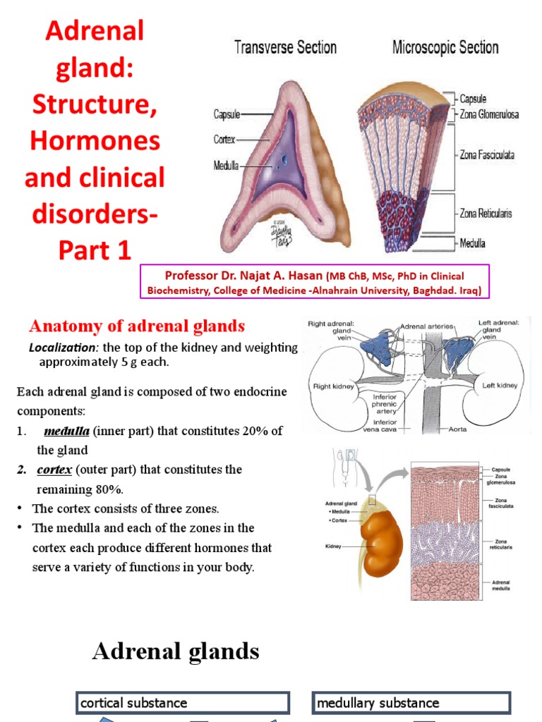 Adrenal Gland Structure, Hormones and Clinical Disorders Professor