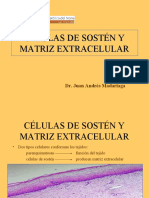 Células de Sostén y Matriz Extracelular
