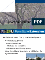 Update On Cherry Rootstocks