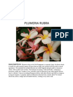 Plumeria Rubra: Description