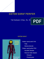 Sistem Saraf Perifer