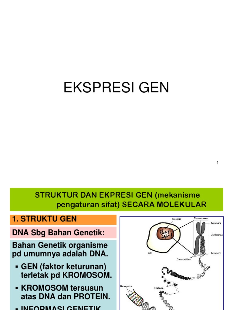 Mekanisme Ekspresi Genetik | PDF