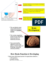 Brain Development