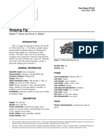 Ficus Benjamina Weeping Fig: Fact Sheet ST-251