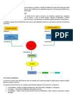 Sistema Endocrino Humano