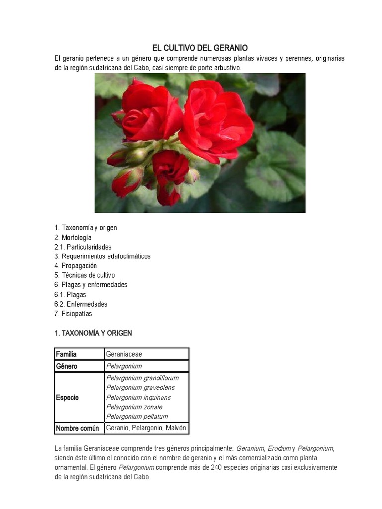 El Cultivo Del Geranio | PDF | Horticultura y jardinería | Botánica
