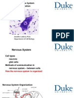 The Nervous System Organization: Jennifer Carbrey Ph.D. Department of Cell Biology
