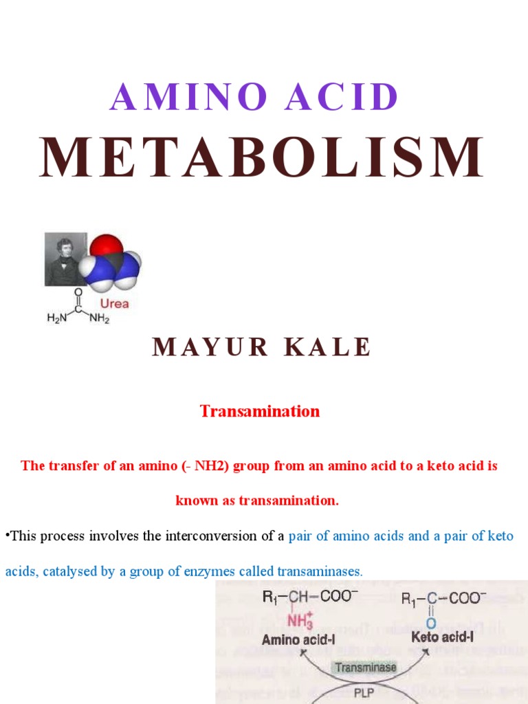 Amino Acid Metabolism Overview | PDF | Transaminase | Biosynthesis