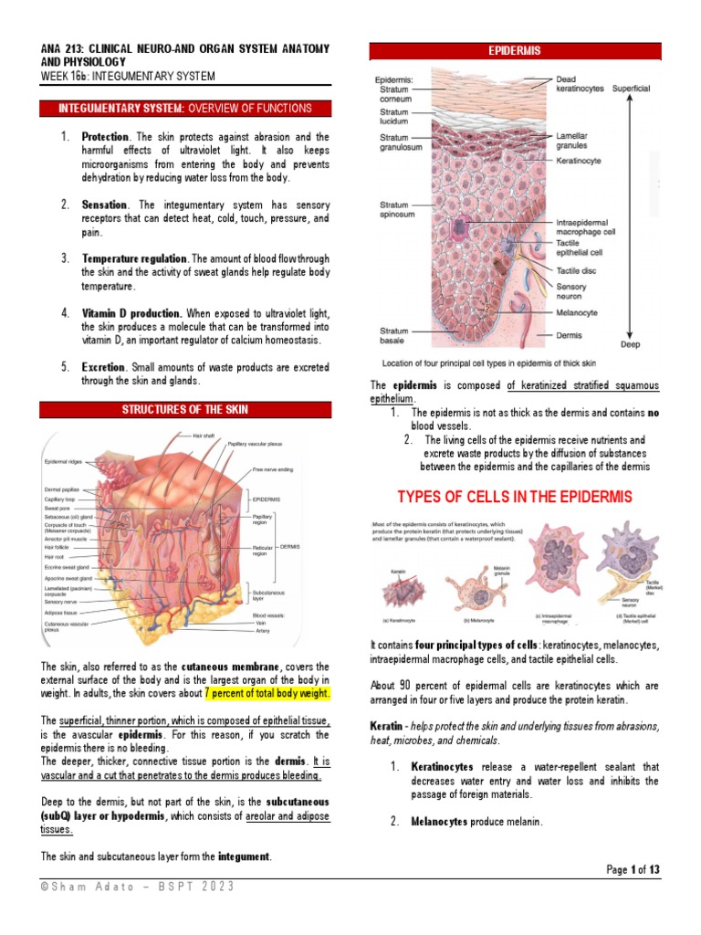 Types of Cells in The Epidermis | PDF | Skin | Integumentary System