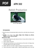 Rabbit Showmanship Study Guide | PDF | Rabbit | Mammals