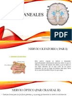 DESARROLLO DEL SISTEMA NERVIOSO.pptx