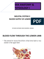 Lecture 12 Skeletal System Lower Limb (Blood Supply)