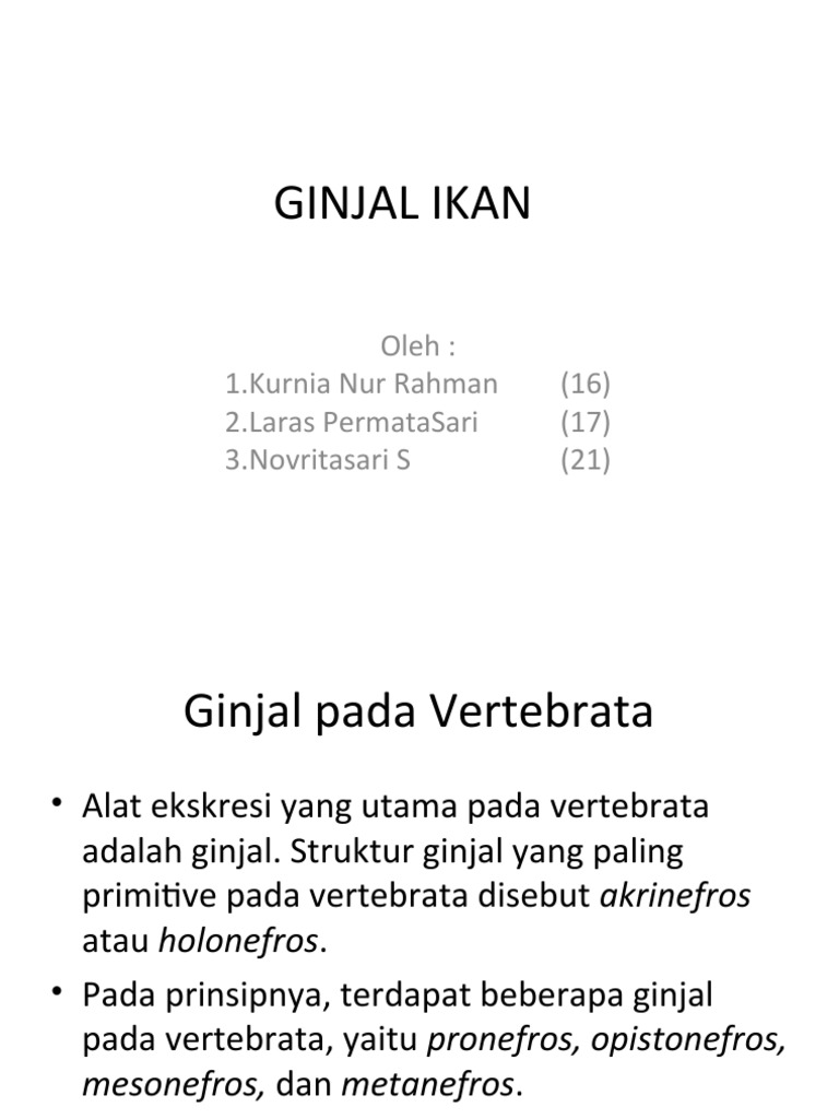 Download 57 Gambar Ginjal Pronefros Terbaru HD