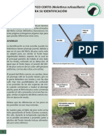 Mirlo de Pico Corto Claves para Su Identificación