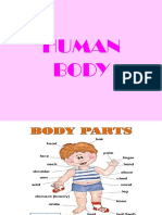 Human Body 2°