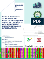 ALINEAMIENTO Y CONSTRUCCIÓN DE UN ÁRBOL FILOGENÉTICO GEN NIFH (GEN DE FIJACIÓN BIOLÓGICA DE NITRÓGENO)