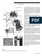 Tejidos Vegetales - Exposicion PDF