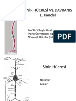 Noroanatomi Kandel