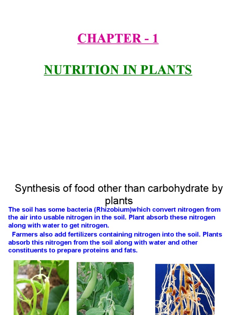 Plant Nutrition: Types and Processes | PDF | Plants | Legume