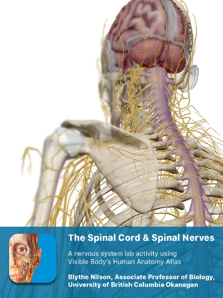 Nervous System Anatomy Lab Guide | PDF | Vertebral Column | Spinal Cord