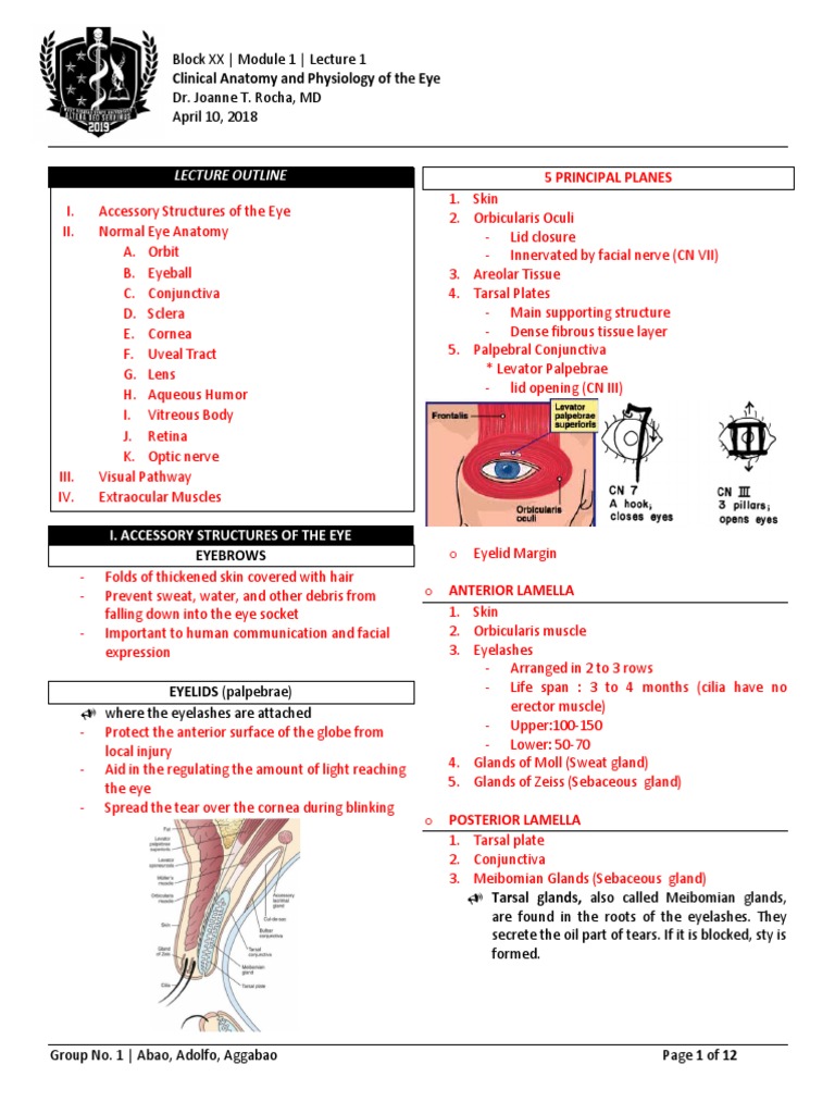 Eye Anatomy and Physiology Overview | PDF | Cornea | Retina