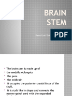 Brain Stem: Rabbia Yousaf (Pharm-D) Rashid Latif College of Pharmacy