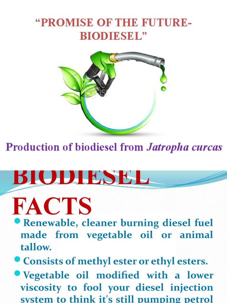 Biodiesel Production from Jatropha Curcas | PDF | Biodiesel | Diesel Fuel