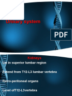 11.urinary System