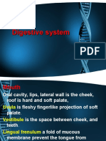 7.digestive System