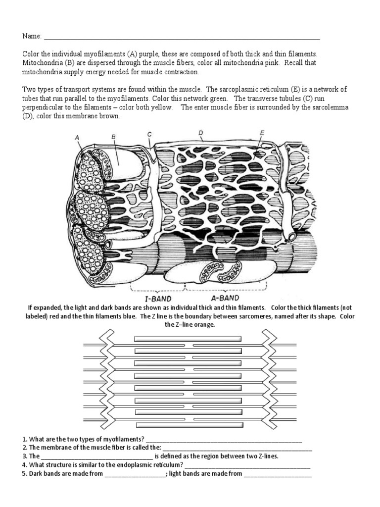 Ia Muscle Contraction Worksheet PDF Myocyte Muscle Contraction