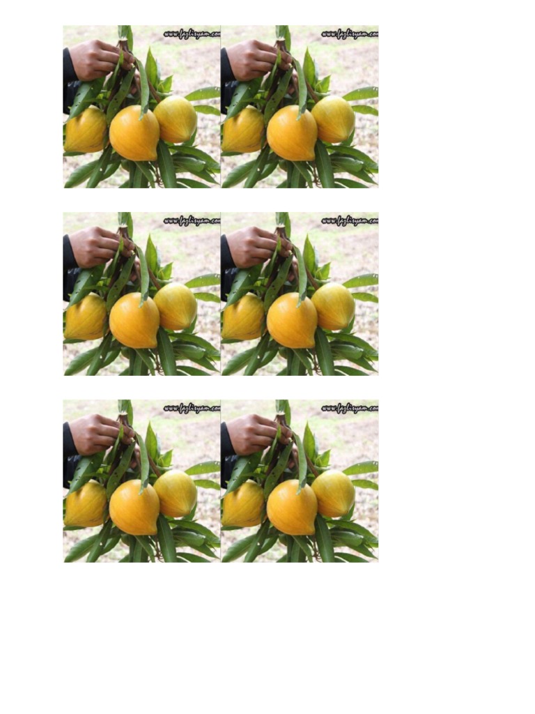 Gambar Buah Kuning Telur Pdf