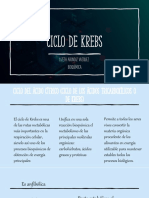 Ciclo de Krebs PDF