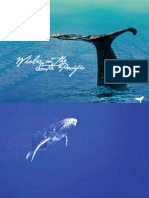Whales in The South Pacific
