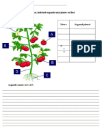 Fișa Organele Plantei