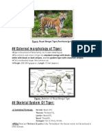 Royal Bengal Tiger Anatomy