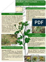 Chrysanthellum Americanum Affiche Burkina PDF