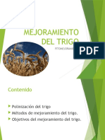 Mejoramiento Del Trigo