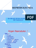 10 anfis sistem reproduksi pria.ppt