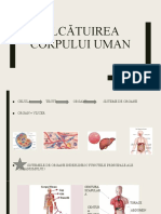 Alcatuirea Corpului Uman