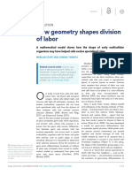 How Geometry Shapes Division